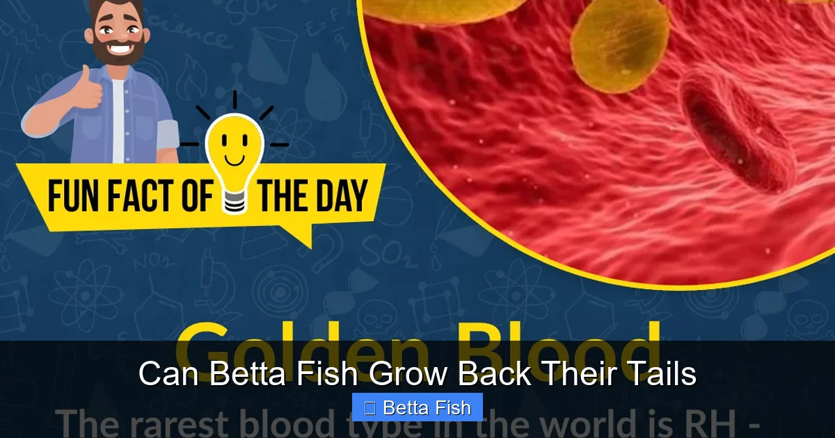 Can Betta Fish Grow Back Their Tails