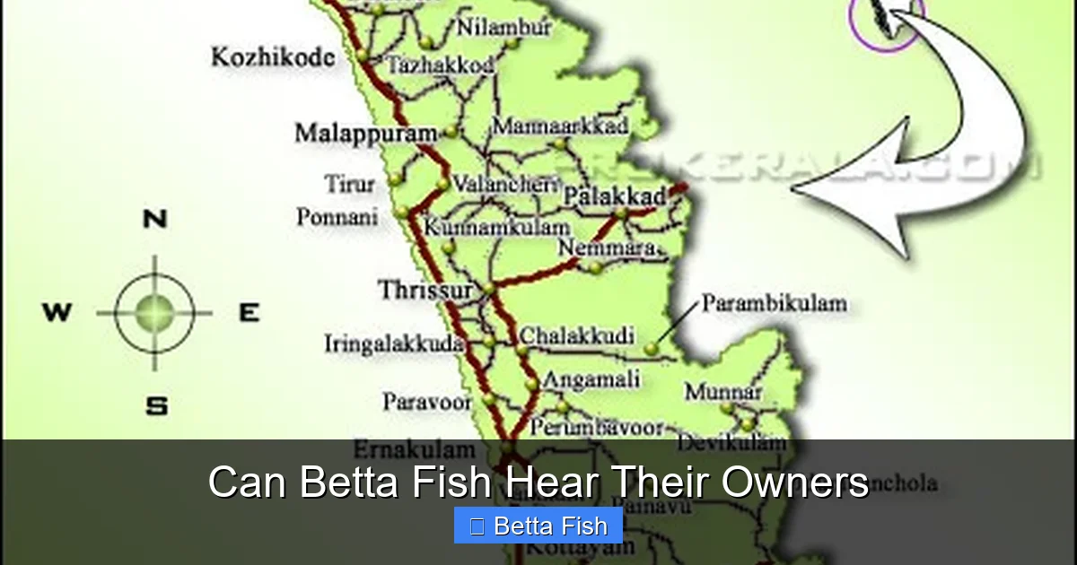 Can Betta Fish Hear Their Owners