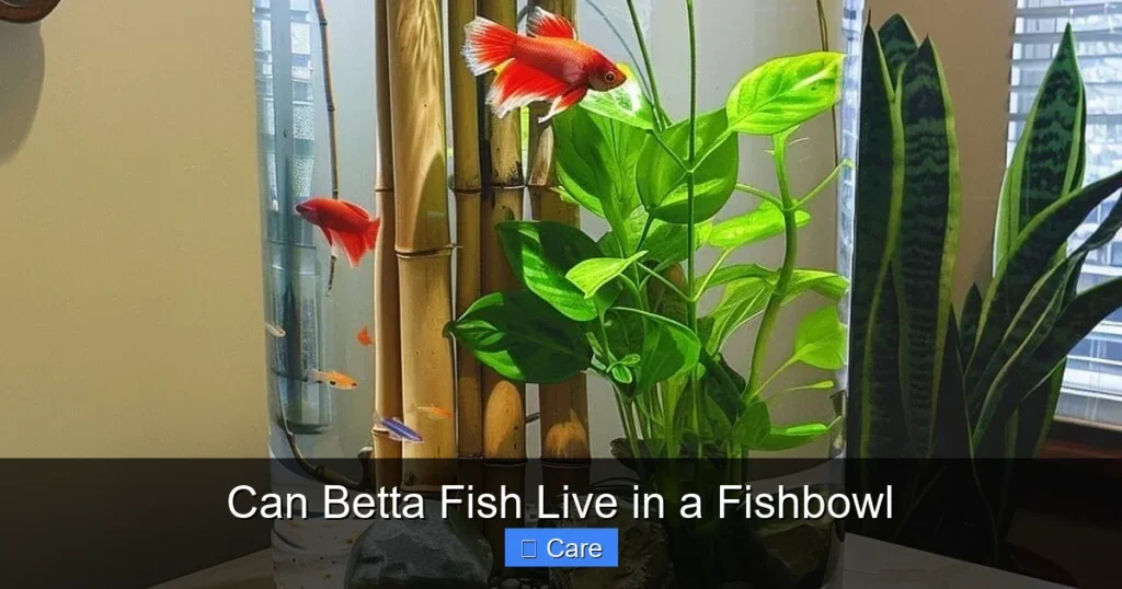 Can Betta Fish Live in a Fishbowl