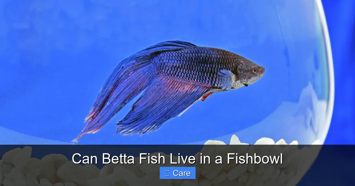 Can Betta Fish Live in a Fishbowl