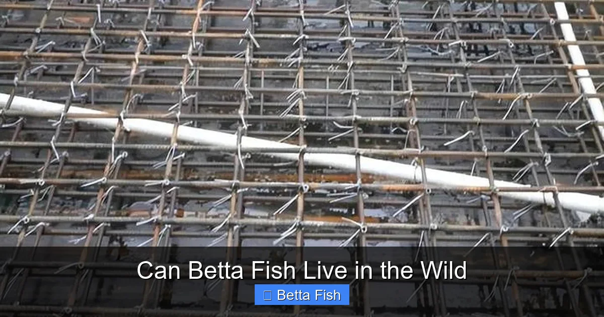 Can Betta Fish Live in the Wild
