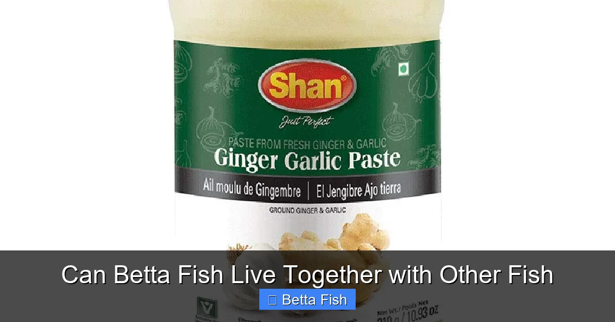 Can Betta Fish Live Together with Other Fish