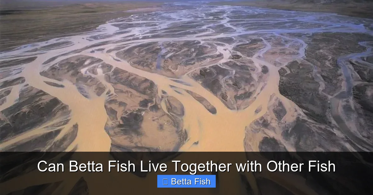 Can Betta Fish Live Together with Other Fish
