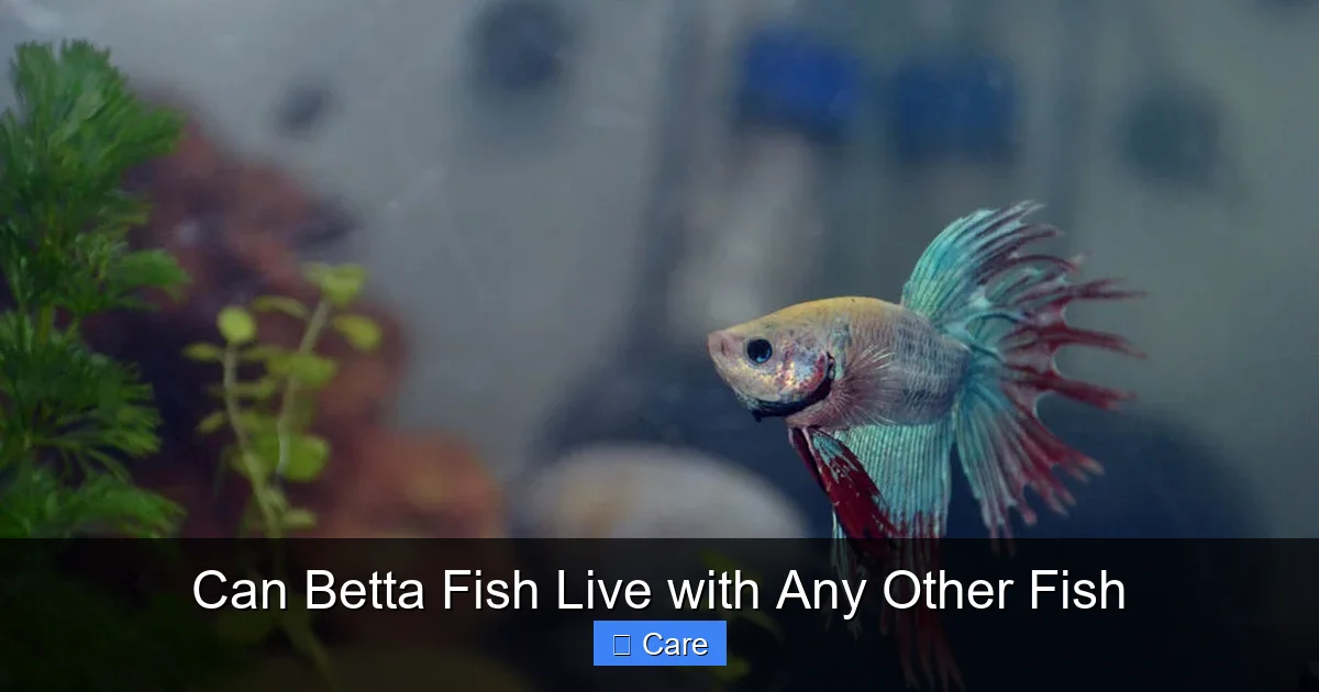 Can Betta Fish Live with Any Other Fish