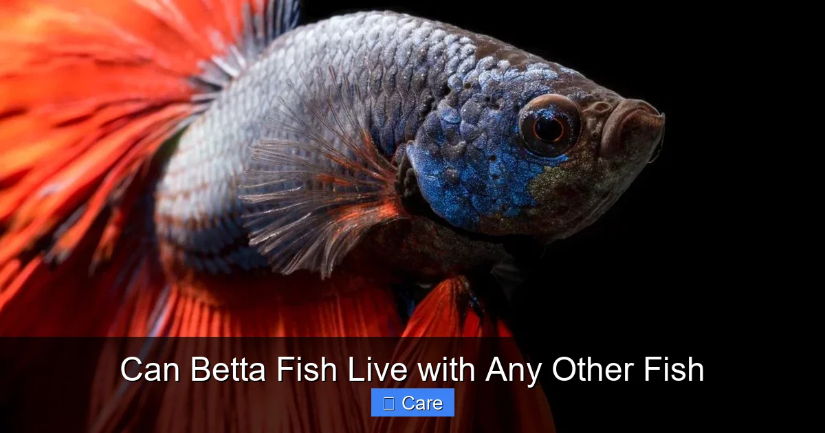 Can Betta Fish Live with Any Other Fish