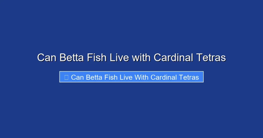 Can Betta Fish Live with Cardinal Tetras