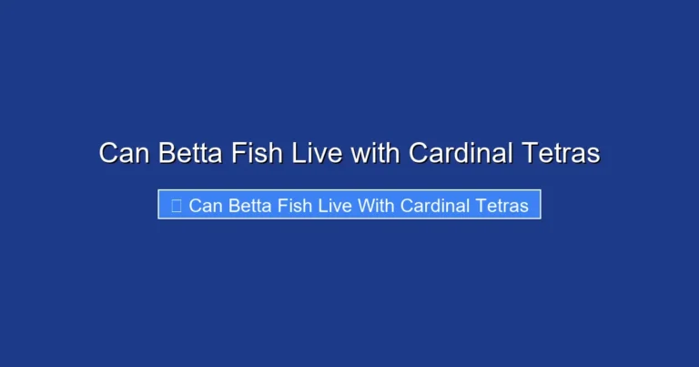 Can Betta Fish Live with Cardinal Tetras