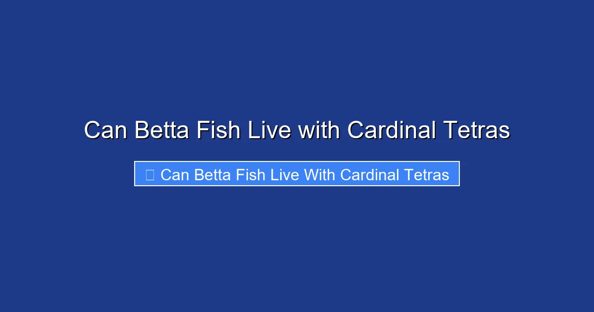 Can Betta Fish Live with Cardinal Tetras