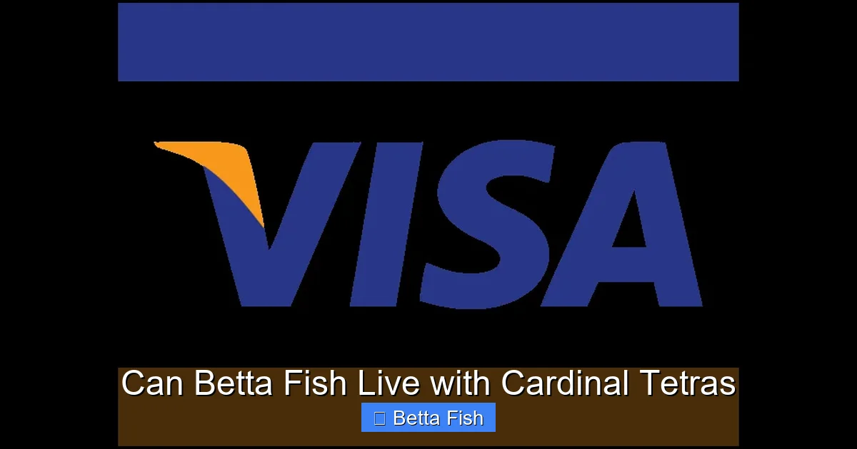 Can Betta Fish Live with Cardinal Tetras