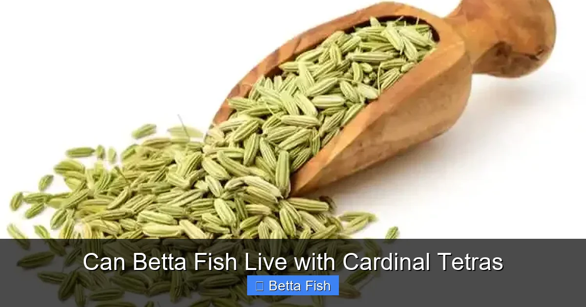 Can Betta Fish Live with Cardinal Tetras