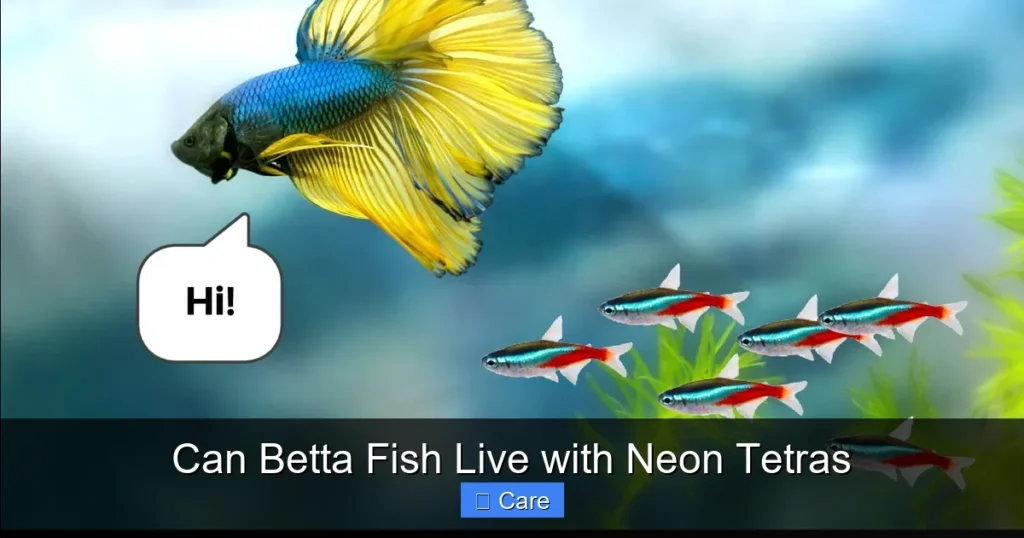 Can Betta Fish Live with Neon Tetras