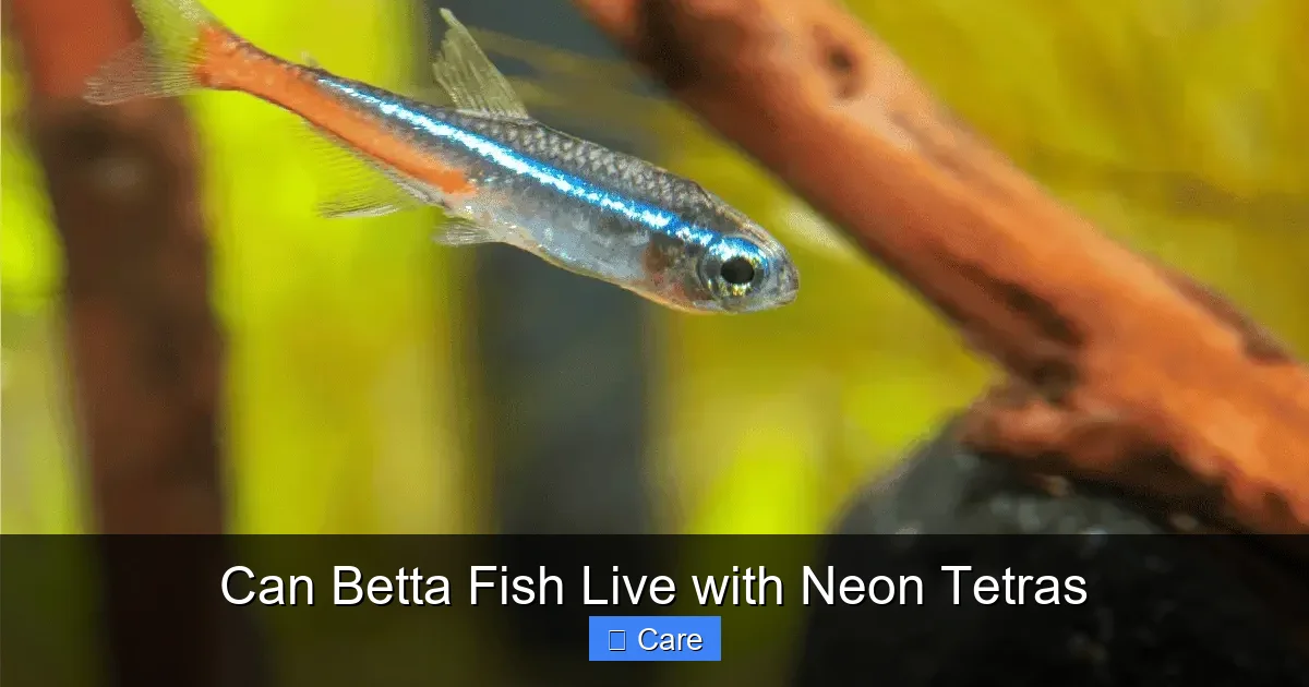 Can Betta Fish Live with Neon Tetras