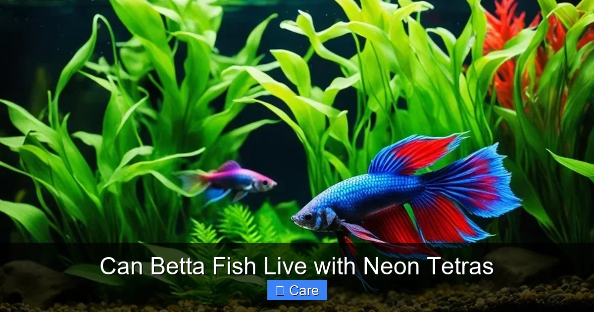 Can Betta Fish Live with Neon Tetras