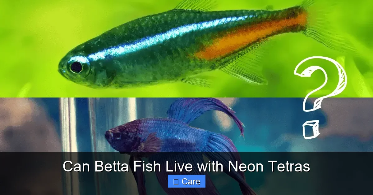 Can Betta Fish Live with Neon Tetras
