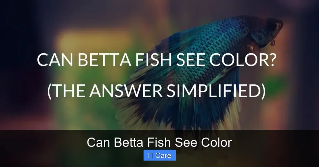 Can Betta Fish See Color