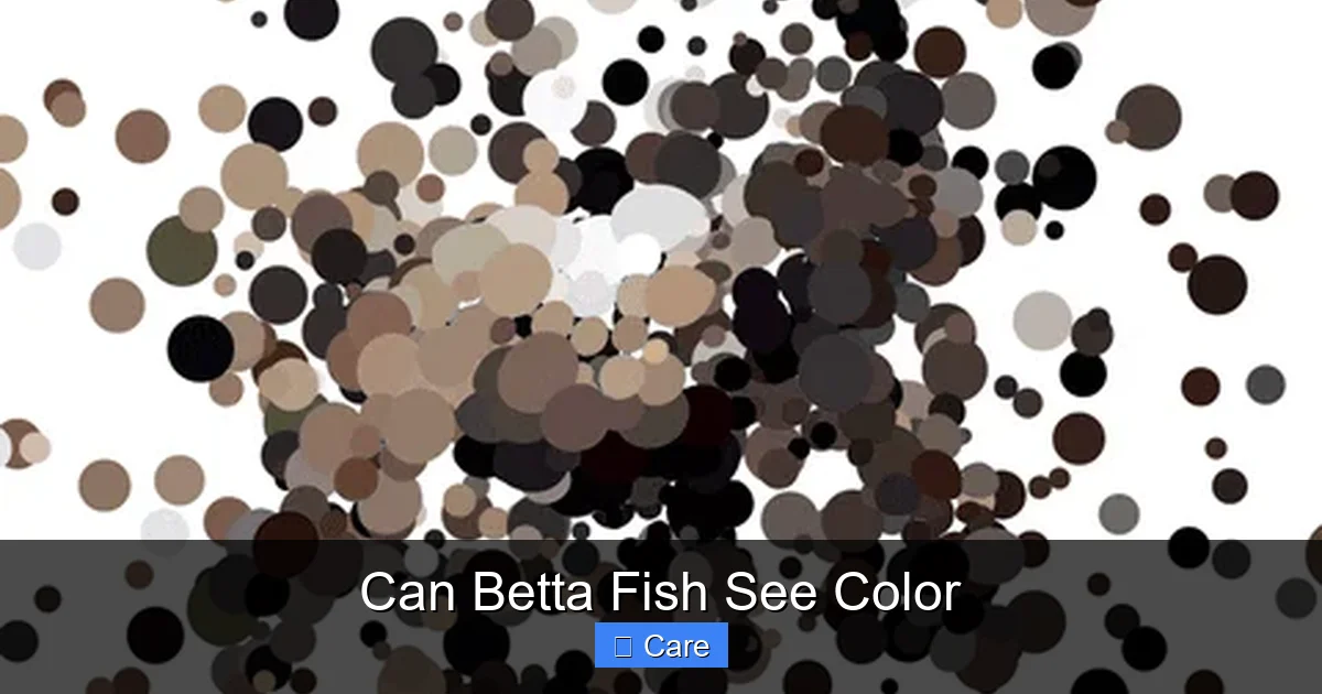 Can Betta Fish See Color