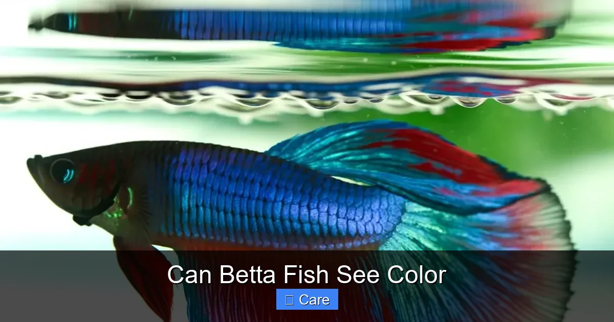 Can Betta Fish See Color