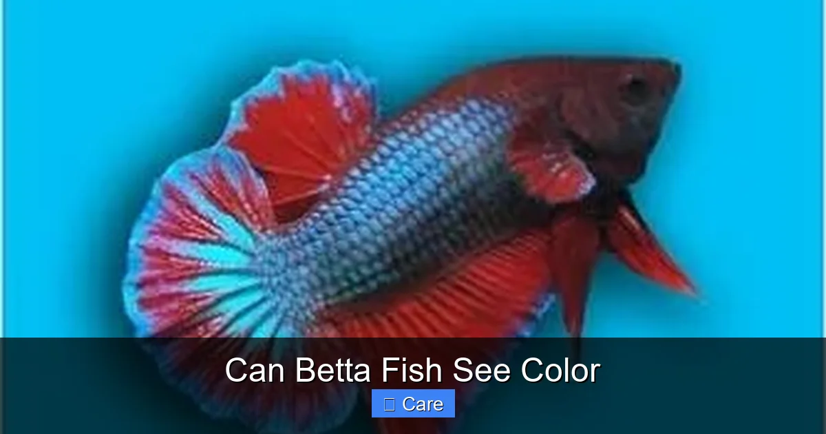 Can Betta Fish See Color