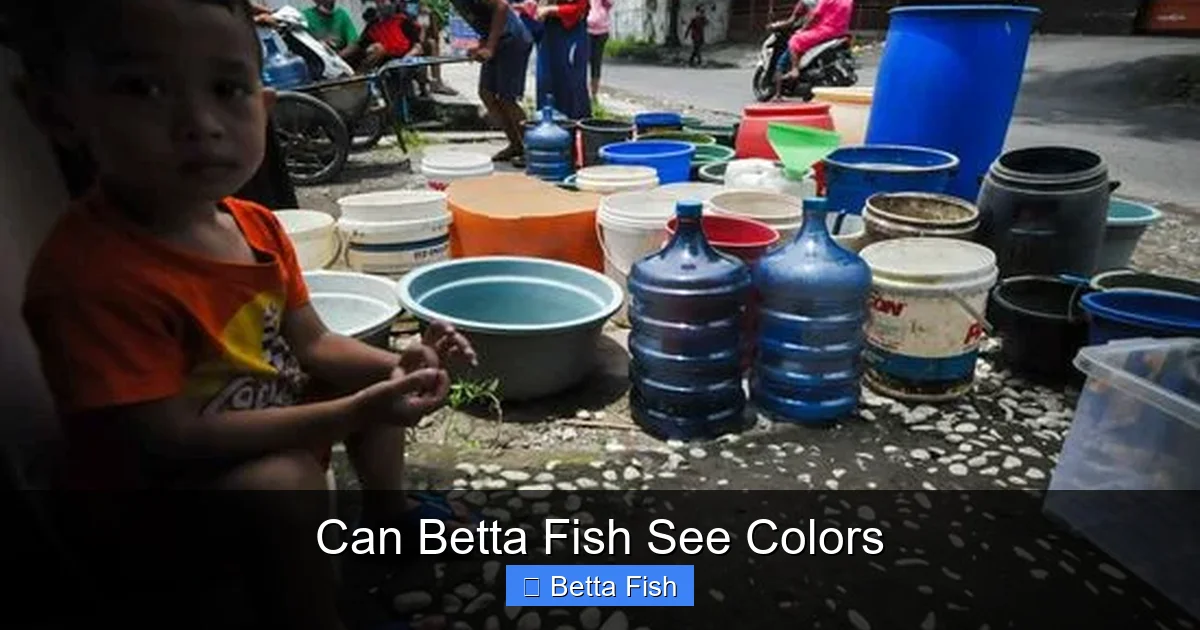 Can Betta Fish See Colors