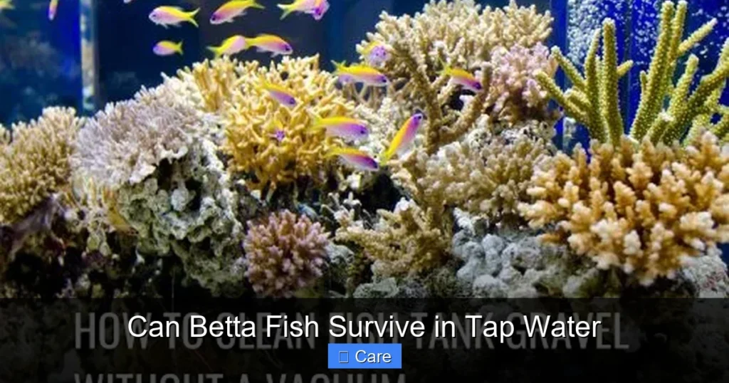 Can Betta Fish Survive in Tap Water