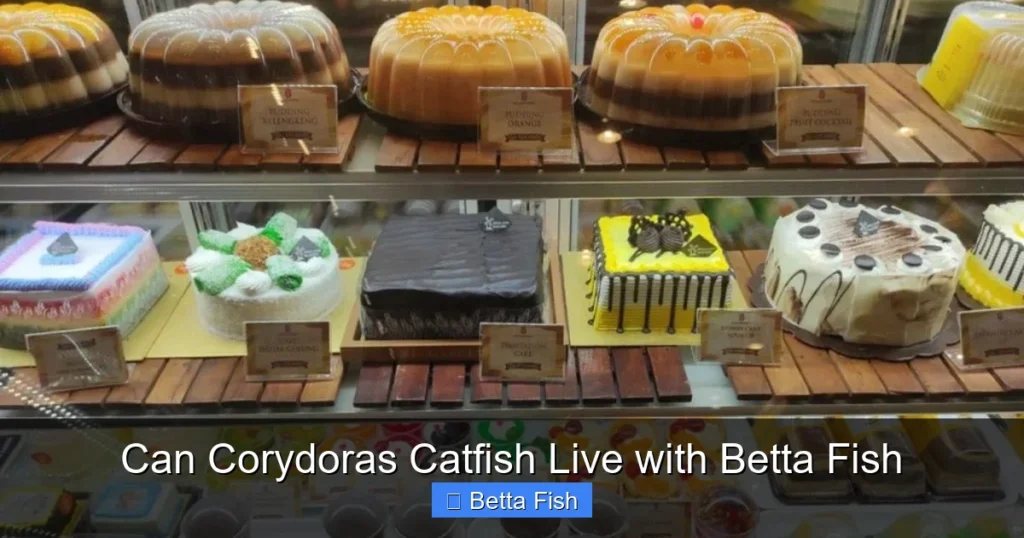 Can Corydoras Catfish Live with Betta Fish