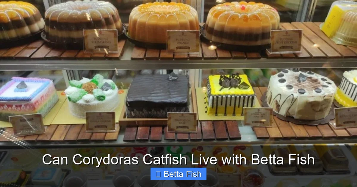 Can Corydoras Catfish Live with Betta Fish