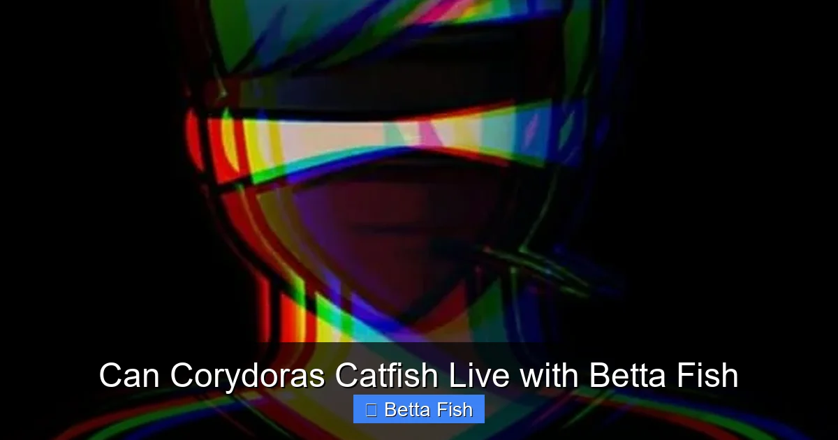 Can Corydoras Catfish Live with Betta Fish