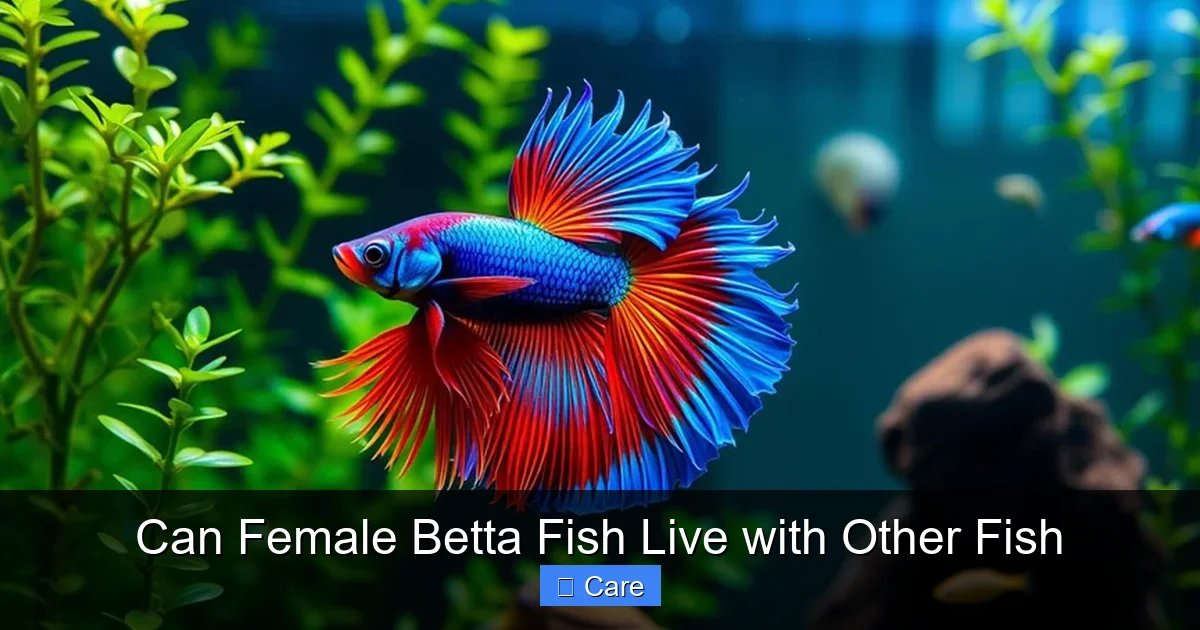Can Female Betta Fish Live with Other Fish