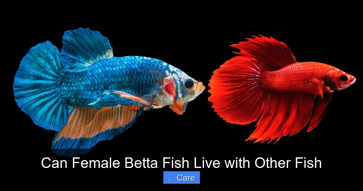 Can Female Betta Fish Live with Other Fish