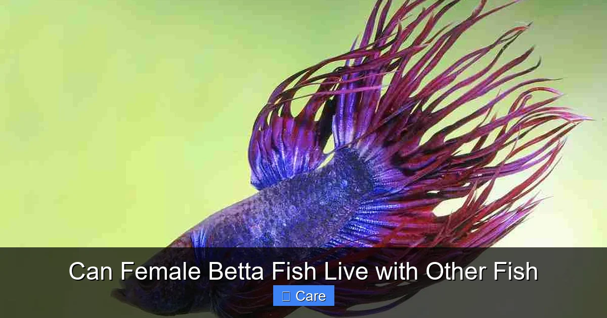Can Female Betta Fish Live with Other Fish