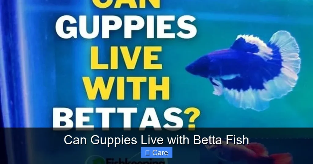 Can Guppies Live with Betta Fish