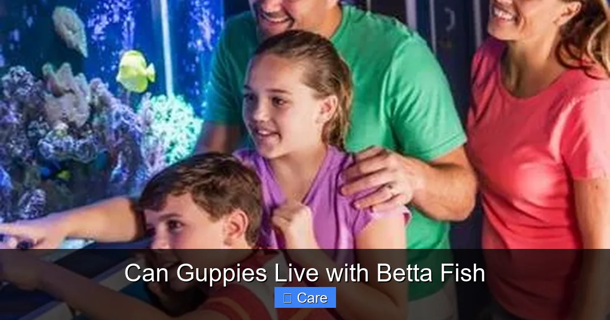 Can Guppies Live with Betta Fish