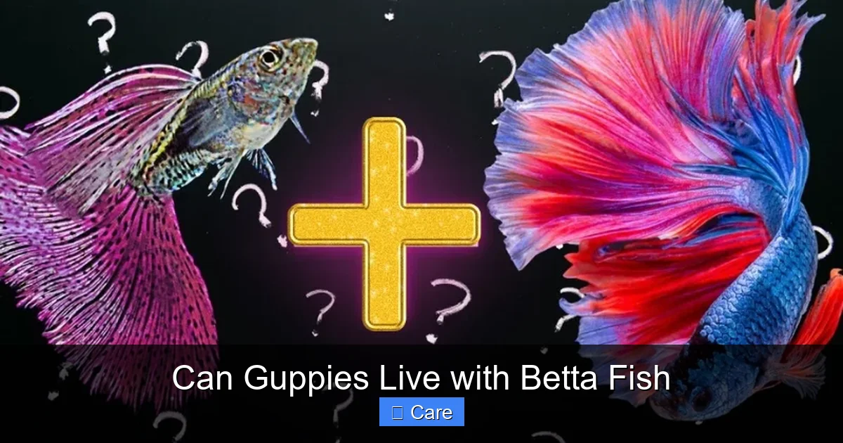 Can Guppies Live with Betta Fish
