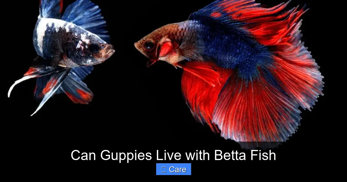 Can Guppies Live with Betta Fish