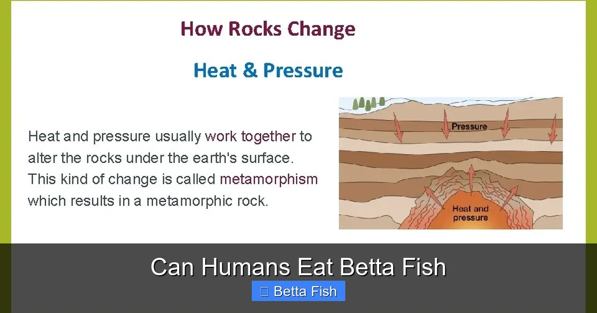 Can Humans Eat Betta Fish