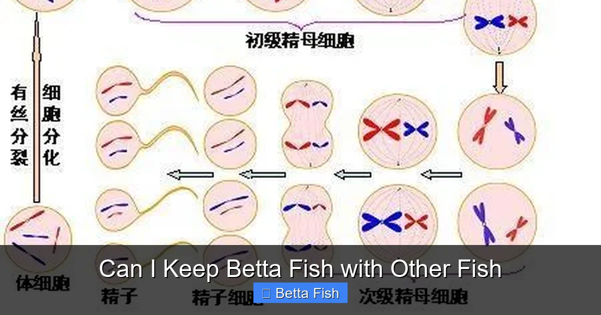 Can I Keep Betta Fish with Other Fish