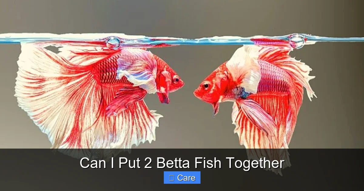 Can I Put 2 Betta Fish Together