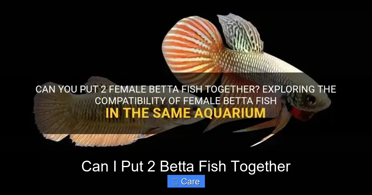 Can I Put 2 Betta Fish Together