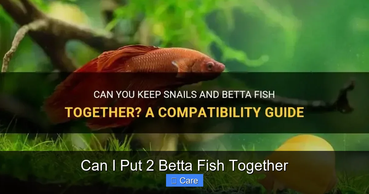 Can I Put 2 Betta Fish Together