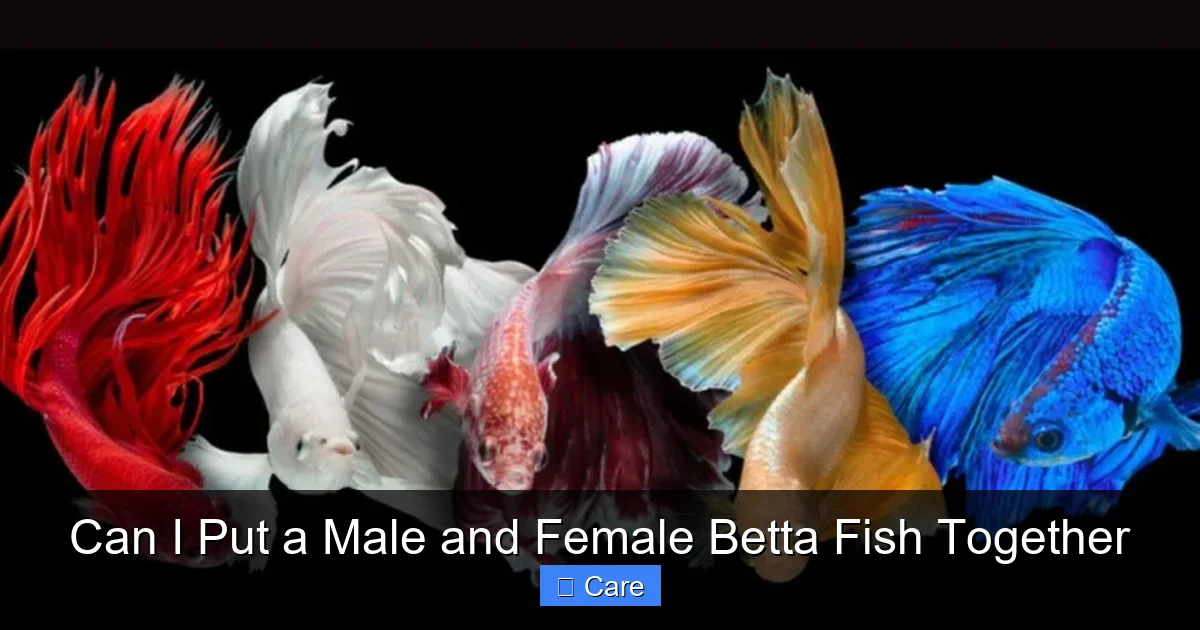 Can I Put a Male and Female Betta Fish Together