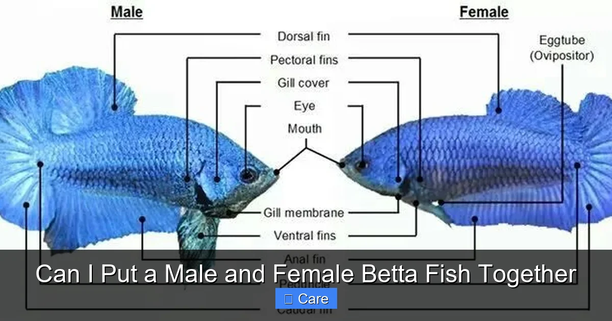 Can I Put a Male and Female Betta Fish Together