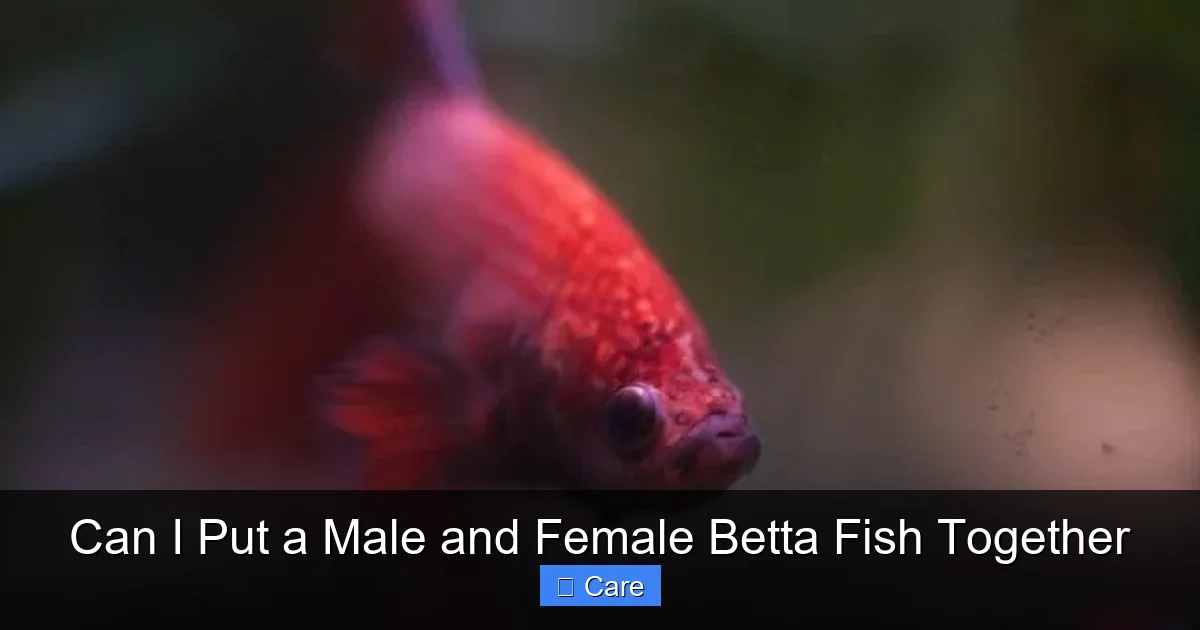 Can I Put a Male and Female Betta Fish Together