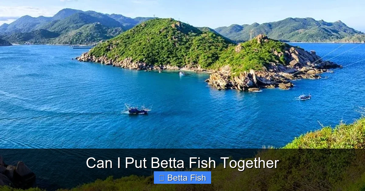 Can I Put Betta Fish Together