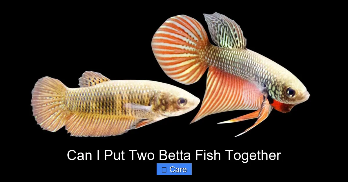 Can I Put Two Betta Fish Together