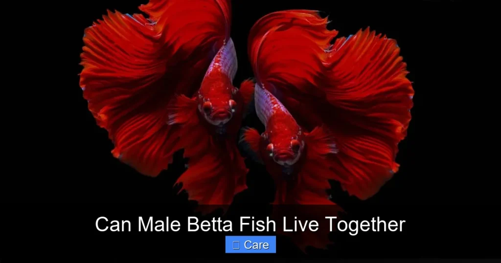 Can Male Betta Fish Live Together