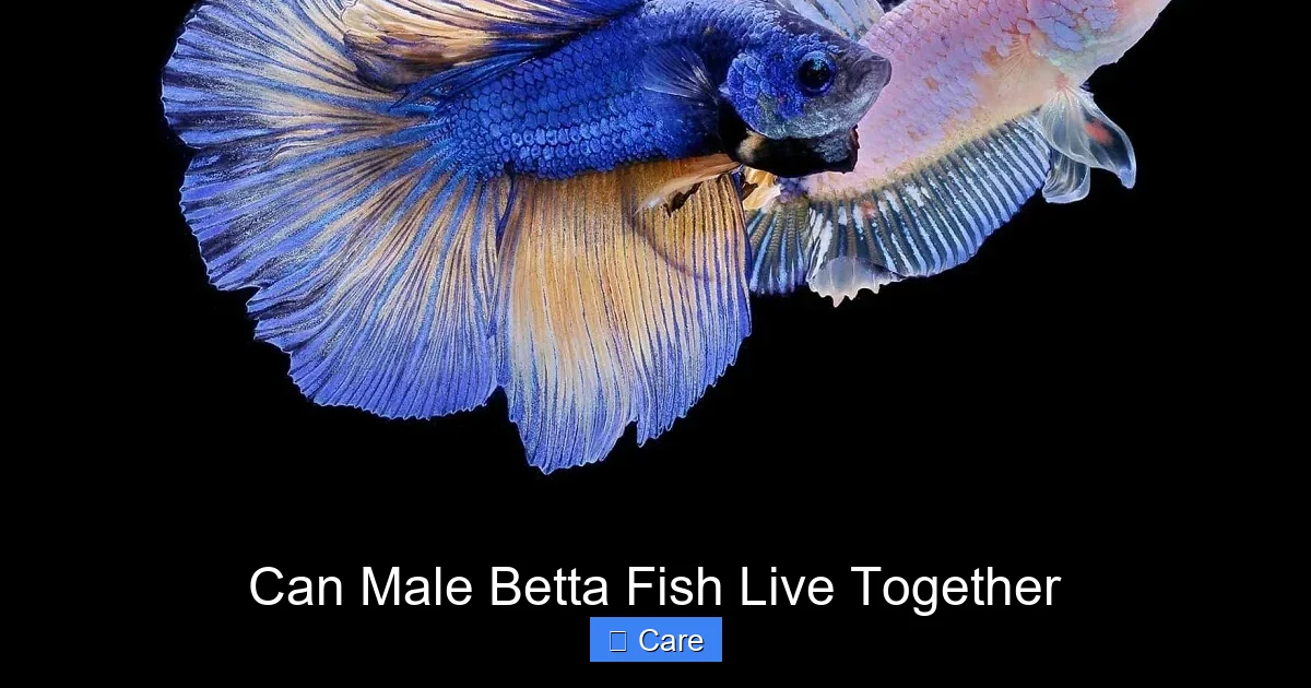 Can Male Betta Fish Live Together