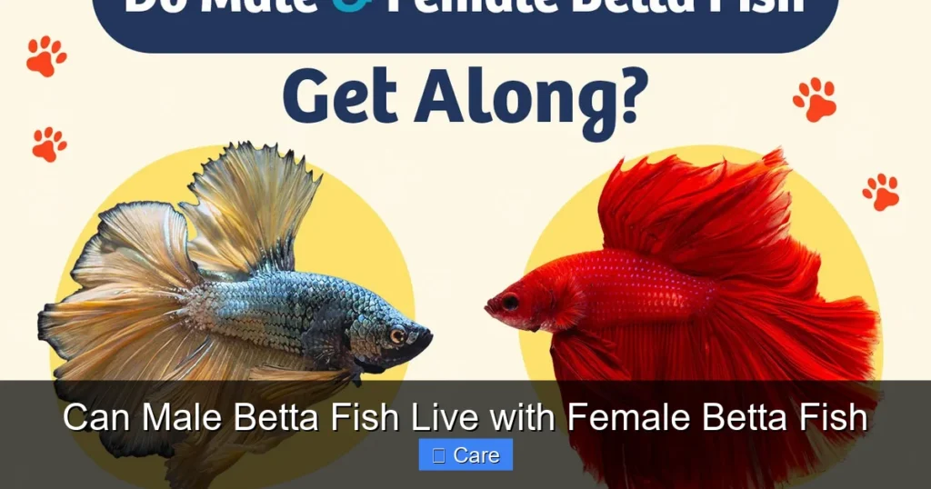 Can Male Betta Fish Live with Female Betta Fish