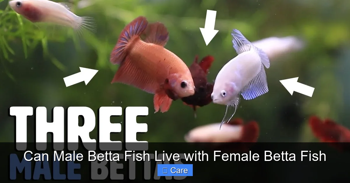 Can Male Betta Fish Live with Female Betta Fish