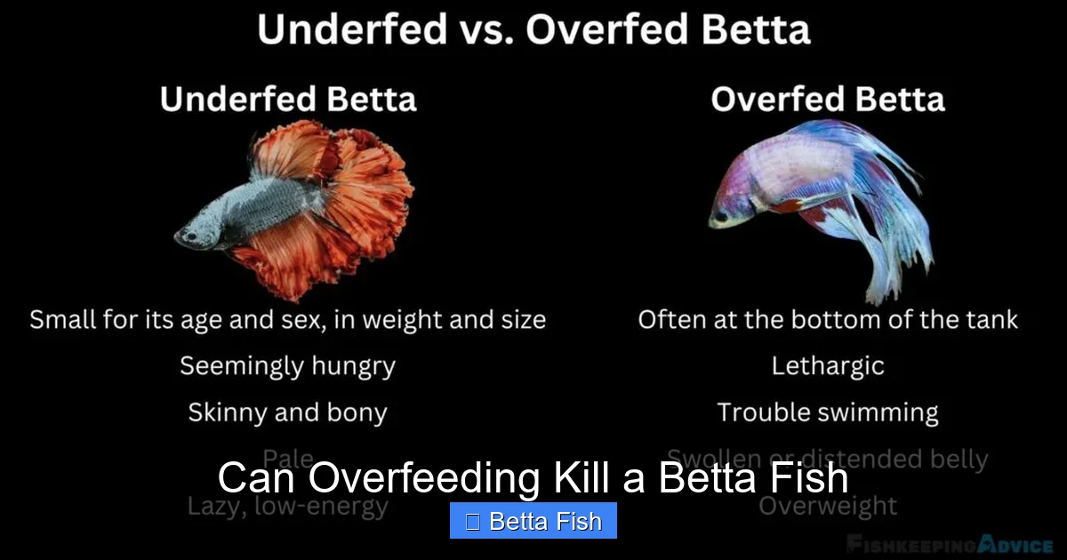 Can Overfeeding Kill a Betta Fish