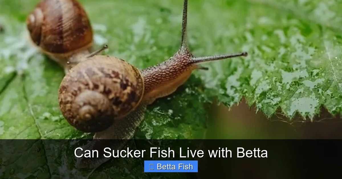 Can Sucker Fish Live with Betta
